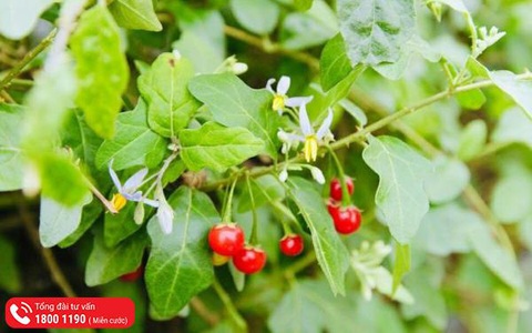 Top 5 dược liệu quý giúp giải độc, bảo vệ gan tốt nhất- Ảnh 1. Top 5 dược liệu quý giúp giải độc, bảo vệ gan tốt nhất- Ảnh 1.