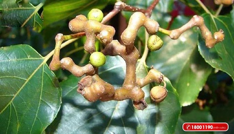 Top 5 dược liệu quý giúp giải độc, bảo vệ gan tốt nhất- Ảnh 4. Top 5 dược liệu quý giúp giải độc, bảo vệ gan tốt nhất- Ảnh 4.