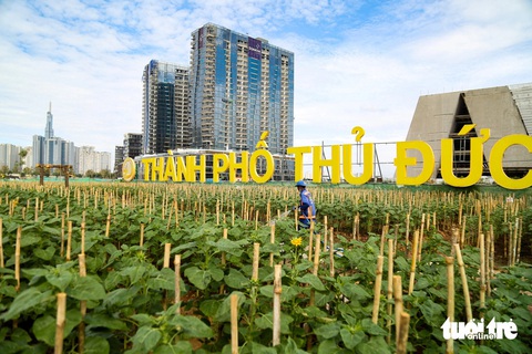 Hướng dương bờ Thủ Thiêm ven sông Sài Gòn bắt đầu bung nở- Ảnh 1. Những đóa hoa đầu tiên trong 15.000 hoa hướng dương trồng đợt đầu phía bờ sông Sài Gòn, TP Thủ Đức đã bắt đầu hé nở - Ảnh: LÊ PHAN