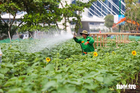 Hướng dương bờ Thủ Thiêm ven sông Sài Gòn bắt đầu bung nở- Ảnh 5. Các nhân viên chăm sóc, tưới hoa mỗi ngày do thời tiết TP.HCM những ngày này khá oi bức - Ảnh: PHƯƠNG QUYÊN