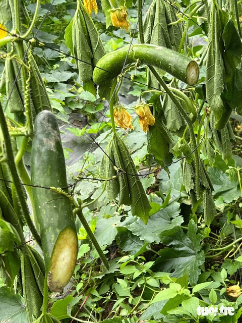 'Chết đứng' trong ruộng bí bị chặt gốc, chặt trái cả héc ta, công an vào cuộc- Ảnh 2. Những gốc bí trồng được hai tháng sắp đến kỳ thu hoạch bị kẻ xấu chặt ngang trái - Ảnh: TÂM PHẠM