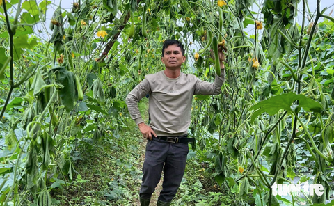 'Chết đứng' trong ruộng bí bị chặt gốc, chặt trái cả héc ta, công an vào cuộc- Ảnh 1. Ông Huynh buồn bã khi ruộng bí bị kẻ gian phá hoại - Ảnh: TÂM PHẠM