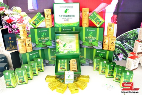 Ứng dụng công nghệ cao vào sản xuất nông nghiệp- Ảnh 3. Chè Trọng Nguyên là sản phẩm OCOP 4 sao của tỉnh Sơn La.