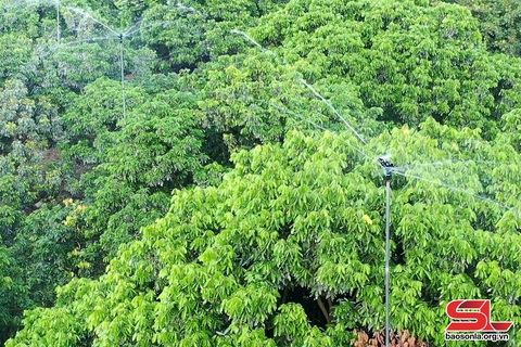 Xây dựng vùng cây ăn quả chất lượng cao- Ảnh 1. Xây dựng vùng cây ăn quả chất lượng cao- Ảnh 1.