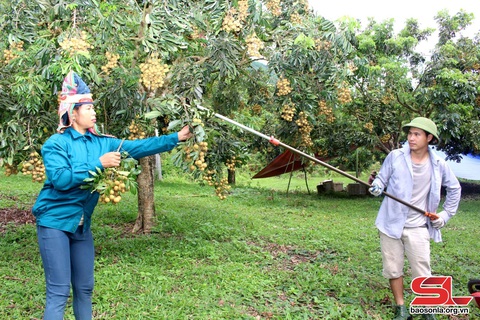 Xây dựng vùng cây ăn quả chất lượng cao- Ảnh 2. Xây dựng vùng cây ăn quả chất lượng cao- Ảnh 2.