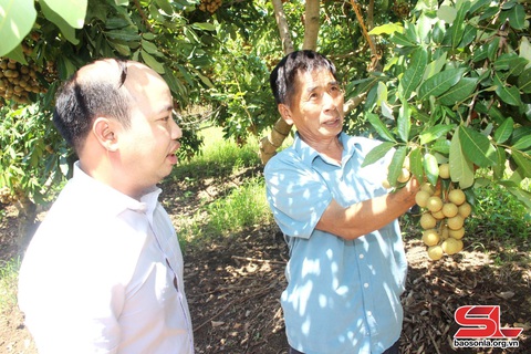 Xây dựng vùng cây ăn quả chất lượng cao- Ảnh 3. Xây dựng vùng cây ăn quả chất lượng cao- Ảnh 3.
