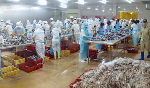 Xuất khẩu surimi và bột cá đặt mục tiêu 1 tỉ USD, kỳ vọng giúp ngành thủy sản vượt khó- Ảnh 1. Hải sản, phụ phẩm hải sản được sử dụng để sản xuất bột cá tại một doanh nghiệp - Ảnh: V.T.