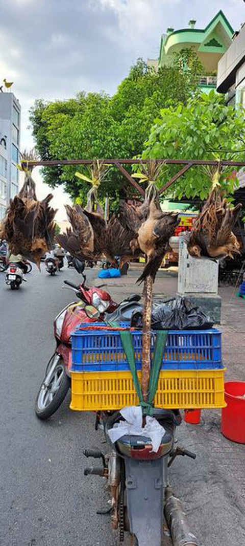 Chim trời, chim điện và câu chuyện ươm mầm thiện- Ảnh 1. Bán chim trời - Ảnh: TRẦN KIÊN HẠ