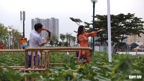 Công viên bờ sông Sài Gòn có cánh đồng hướng dương chính thức hoạt động- Ảnh 7. Vườn hoa hướng dương 15.000 cây đang chớm nở - Ảnh: TIẾN QUỐC