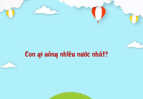 Câu đố hack não: Con gì biết đi nhưng ai cũng nói là không?- Ảnh 5. Câu đố hack não: Con gì biết đi nhưng ai cũng nói là không?- Ảnh 5.