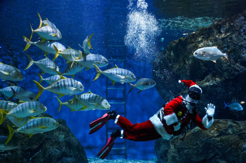 Ông già Noel cưỡi xe máy, lên rừng xuống bể phát quà Giáng sinh- Ảnh 2. Một thợ lặn mặc trang phục ông già Noel và bơi cùng đàn cá tại thủy cung Sea Life Bangkok Ocean World ở Bangkok, Thái Lan vào ngày 19-12 - Ảnh: REUTERS