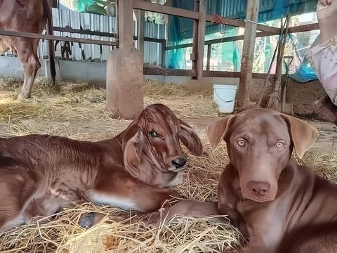 Ảnh vui 24-12: Sự khác biệt giữa đàn ông chưa vợ và có vợ- Ảnh 2. Có nét phu thê lắm!