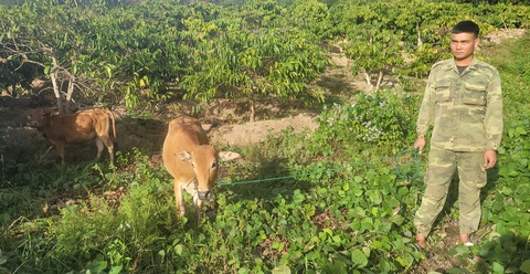 Chê bò xã cấp nhỏ, hộ nghèo xin nhận tiền tự mua bò nuôi- Ảnh 1. Anh A Trương, con trai bà HLul, dắt con bò tự mua giá 8 triệu đồng, bên cạnh bò của hàng xóm do xã Ngọk Wang cấp với giá 16,5 triệu đồng - Ảnh: HUỲNH CÔNG ĐÔNG