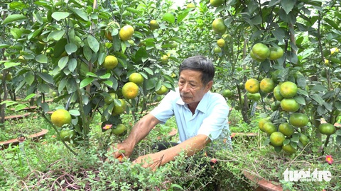 Quýt hồng Lai Vung mất mùa, sản lượng vụ Tết chỉ còn nửa- Ảnh 1. Ông Hà Thanh Hồng đang chăm sóc vườn quýt trồng chậu bán Tết - Ảnh: PHÚC HIỀN