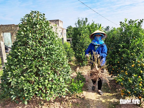 Ảm đạm ‘thủ phủ’ quất Tết ở Thái Bình vì quả rụng như sung- Ảnh 1. Bà Dương Thị Lợi thu gom những gốc quất Tết bị chết tại vườn ở xã Đông Hòa, TP Thái Bình để tránh lây lan bệnh cho cây còn sống - Ảnh: KHÁNH LINH