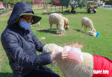 Hàng trăm con cừu Ninh Thuận 'diện đồ' rực rỡ chào Tết dương lịch 2024- Ảnh 1. Hàng trăm con cừu sẽ được lựa chọn "khoác" trên mình trang phục rực rỡ để diễu hành tại khu vực quảng trường 16-4 (TP Phan Rang - Tháp Chàm) vào chiều 28-12 tới đây - Ảnh: DUY NGỌC