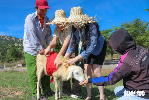 Hàng trăm con cừu Ninh Thuận 'diện đồ' rực rỡ chào Tết dương lịch 2024- Ảnh 2. Ban tổ chức tiến hành "đo áo" cho những con cừu để có những bộ trang phục rực rỡ - Ảnh: DUY NGỌC