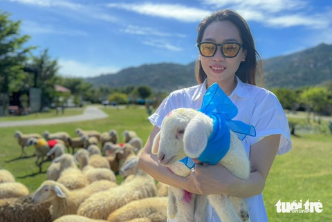 Hàng trăm con cừu Ninh Thuận 'diện đồ' rực rỡ chào Tết dương lịch 2024- Ảnh 8. Trước khi diễu hành, cừu sẽ được trang trí đẹp theo chủ đề Noel và năm mới - Ảnh: DUY NGỌC