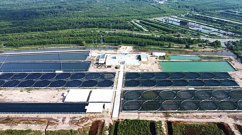 Con tôm Việt đối mặt khó khăn mới, đầy phức tạp- Ảnh 2. Khu nuôi tôm công nghệ cao của Tập đoàn thủy sản Việt Út tại huyện Ngọc Hiển, tỉnh Cà Mau - Ảnh: THANH HUYỀN