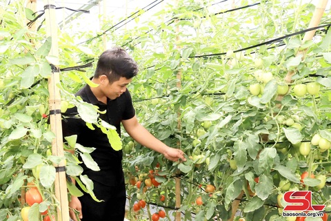 Trồng rau an toàn ở Tân Lập- Ảnh 1. Trồng rau an toàn ở Tân Lập- Ảnh 1.