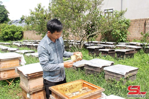Vân Hồ nâng tầm sản phẩm đặc sản địa phương- Ảnh 1. Vân Hồ nâng tầm sản phẩm đặc sản địa phương- Ảnh 1.