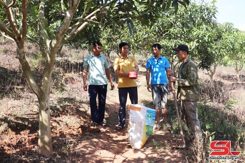 Chăm sóc cây ăn quả sau thu hoạch- Ảnh 1. Chăm sóc cây ăn quả sau thu hoạch- Ảnh 1.