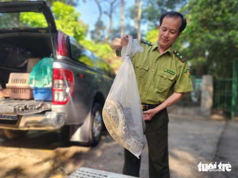 Trăn đất nặng 8kg bò vào sân nhà xưởng ở Bình Chánh- Ảnh 1. Con trăn đất nặng khoảng 8kg nằm trong túi lưới mà ông Phạm Trọng Vinh giao cho Chi cục Kiểm lâm TP.HCM - Ảnh: NGỌC KHẢI