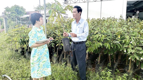 Giữ danh tiếng cho cây trái Cái Mơn- Ảnh 1. Một vườn cây giống của một hộ dân ở Chợ Lách, tỉnh Bến Tre - Ảnh: M. TRƯỜNG