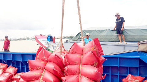 Giá lúa gạo tăng cao, nông dân lại bỏ tôm, trồng lúa- Ảnh 1. Giá gạo xuất khẩu cao, giá lúa tăng mạnh và chưa có dấu hiệu hạ nhiệt - Ảnh: BỬU ĐẤU