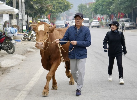 Nhà báo Lại Văn Sâm và nghệ sĩ Thanh Thủy dắt bò đi bán - Ảnh: VTV Nhà báo Lại Văn Sâm và nghệ sĩ Thanh Thủy dắt bò đi bán - Ảnh: VTV
