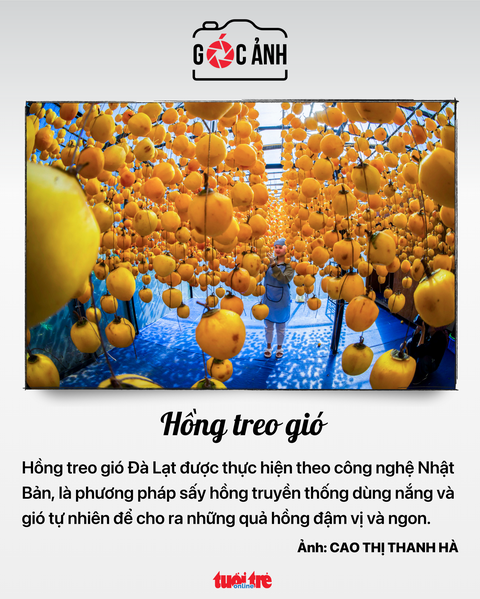 Hồng treo gió - Ảnh: CAO THỊ THANH HÀ Hồng treo gió - Ảnh: CAO THỊ THANH HÀ