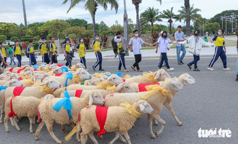 300 chú cừu Ninh Thuận diện đồ lộng lẫy lên phố diễu hành- Ảnh 1. Hàng trăm con cừu lần đầu tiên "diện đồ" lên phố tỏ ra lúng túng nên các em học sinh tạo thành hàng rào để cừu đi đúng hàng và theo trình tự - Ảnh: DUY NGỌC