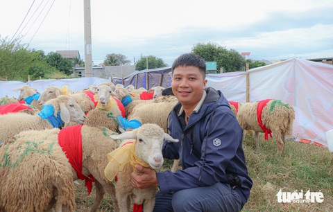 300 chú cừu Ninh Thuận diện đồ lộng lẫy lên phố diễu hành- Ảnh 3. Đàn cừu của gia đình anh Hà Nguyễn Huy Hậu được