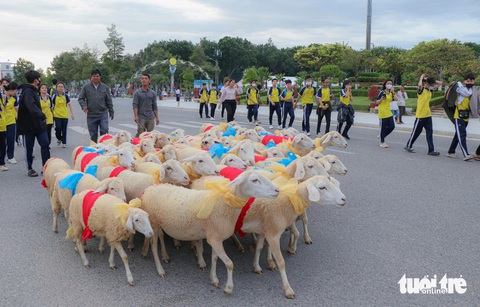 300 chú cừu Ninh Thuận diện đồ lộng lẫy lên phố diễu hành- Ảnh 6. Nhiều con cừu tỏ ra lúng túng khi lần đầu tiên lên phố làm nhiều người cười thích thú - Ảnh: DUY NGỌC