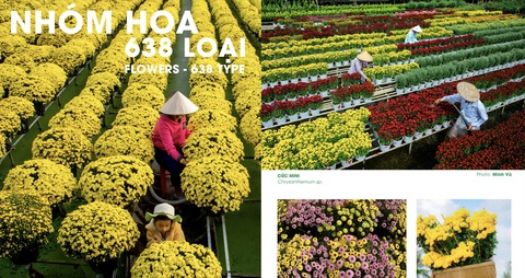 Nhiều loài hoa đang khoe sắc hấp dẫn du khách - Ảnh: dongthap.gov.vn Nhiều loài hoa đang khoe sắc hấp dẫn du khách - Ảnh: dongthap.gov.vn