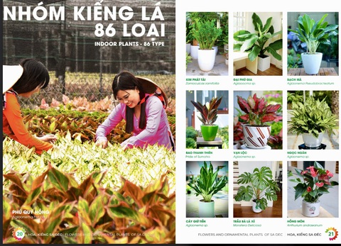 Nhóm kiểng lá với nhiều chủng loại - Ảnh: dongthap.gov.vn Nhóm kiểng lá với nhiều chủng loại - Ảnh: dongthap.gov.vn