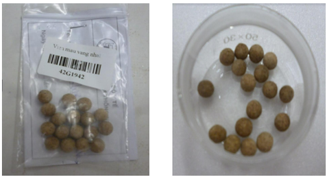 Phát hiện chất cấm Phenformin trong thuốc trị tiểu đường viên hoàn không rõ nguồn gốc- Ảnh 1. Phát hiện chất cấm trong thuốc trị tiểu đường dạng viên hoàn không rõ nguồn gốc - Ảnh: Viện Kiểm nghiệm thuốc TP.HCM cung cấp
