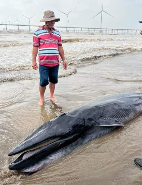 Cá ông khoảng 300kg trôi vào vùng biển Trà Vinh- Ảnh 2. Cá ông có chiều dài trên 3m, nặng khoảng 300kg trôi dạt vào biển Hồ Thùng, huyện Duyên Hải, tỉnh Trà Vinh - Ảnh: Facebook Duyên Hải - Trà Vinh