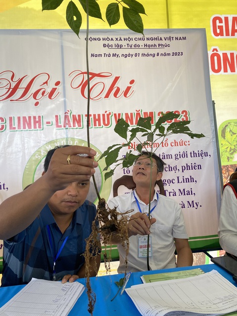 Quảng Nam chốt mỗi cây giống sâm Ngọc Linh giá 270.000 đồng- Ảnh 1. Cán bộ chuyên môn thẩm định cây sâm Ngọc Linh được người dân đưa vào chợ phiên tại huyện Nam Trà My, tỉnh Quảng Nam - Ảnh: B.D.
