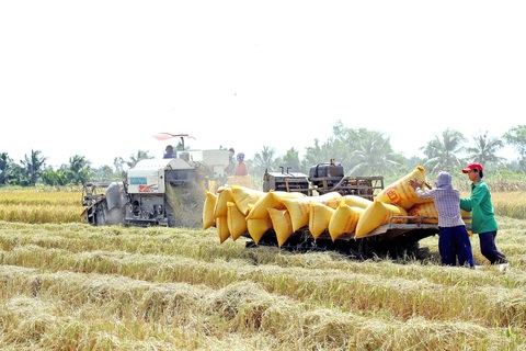 Gạo Việt đang ngày càng nâng tầm và tạo nên thương hiệu uy tín trên thế giới. Trong ảnh: mùa thu hoạch lúa tại huyện Hồng Dân, tỉnh Bạc Liêu - Ảnh: CHÍ QUỐC Gạo Việt đang ngày càng nâng tầm và tạo nên thương hiệu uy tín trên thế giới. Trong ảnh: Mùa thu hoạch lúa tại huyện Hồng Dân, tỉnh Bạc Liêu - Ảnh: CHÍ QUỐC