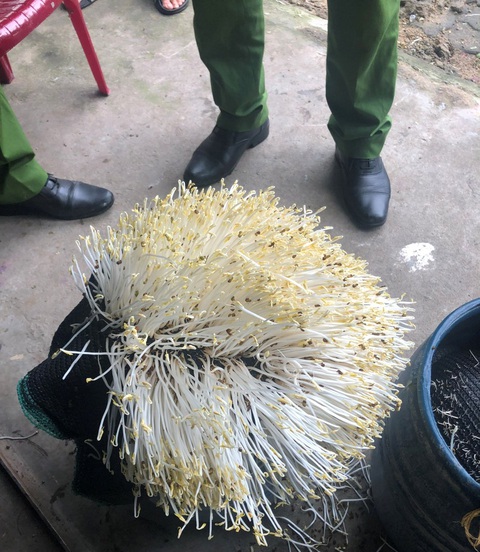 Phát hiện cơ sở dùng hóa chất kích thích tăng trưởng sản xuất giá đỗ- Ảnh 1. Giá đỗ thành phẩm sau khi sử dụng chất kích thích - Ảnh: H.B.