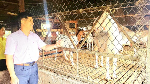 Chi nhánh Ngân hàng Chính sách Xã hội TP Đà Nẵng: hoàn thành các chỉ tiêu năm 2023- Ảnh 3. Ngân hàng CSXH TP cung cấp tín dụng quan trọng cho chương trình kinh tế hộ gia đình, nông thôn mới ở huyện Hòa Vang - Ảnh: Ngân hàng CSXH TPĐN