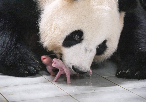 Ngày 7-7, nàng gấu trúc Ai Bao đã hạ sinh cặp gấu trúc sinh đôi tại sở thú Yongin, Hàn Quốc. Việc gấu trúc sinh đôi khá hiếm khi bản thân loài này đã có tỉ lệ sinh khá thấp trong tự nhiên - Ảnh: AFP Ngày 7-7, nàng gấu trúc Ai Bao đã hạ sinh cặp gấu trúc sinh đôi tại sở thú Yongin, Hàn Quốc. Việc gấu trúc sinh đôi khá hiếm khi bản thân loài này đã có tỉ lệ sinh khá thấp trong tự nhiên - Ảnh: AFP