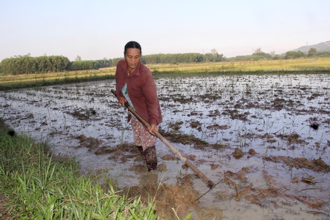 Biến đồng ruộng nhỏ nhấp nhô, thành ruộng lớn bằng phẳng- Ảnh 1. Bà Thuyết dọn bờ, chuẩn bị canh tác vụ mới. Trước đây, cánh đồng Gò Quýt này thiếu nước, canh tác khó khăn, giờ ruộng bằng phẳng, thuận tiện sản xuất - Ảnh: TRẦN MAI