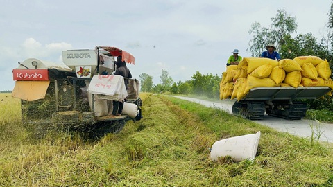 Nông dân miền Tây thu hoạch lúa - Ảnh: ĐẶNG TUYẾT Nông dân miền Tây thu hoạch lúa - Ảnh: ĐẶNG TUYẾT