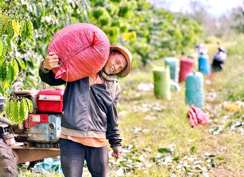 Nông dân Đắk Lắk vui mừng vì cà phê được mùa - Ảnh: THẾ THẾ Nông dân Đắk Lắk vui mừng vì cà phê được mùa - Ảnh: THẾ THẾ