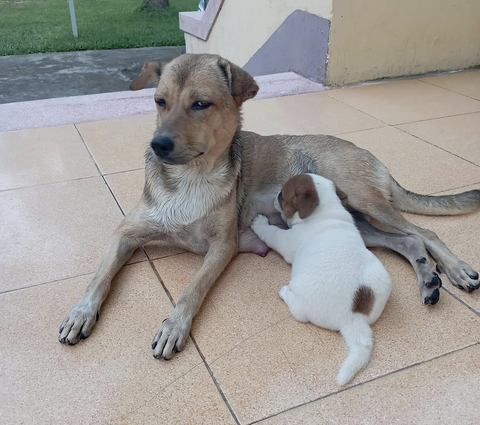 Ổng kêu đẻ đi ổng nuôi, ai mà có dè... 