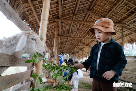 Bạn nhỏ thích thú khi được tận mắt xem dê, cừu và cho vật nuôi ăn - Ảnh: NGUYỄN HIỀN Bạn nhỏ thích thú khi được tận mắt xem dê, cừu và cho vật nuôi ăn - Ảnh: NGUYỄN HIỀN