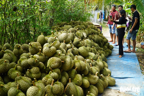 Sầu riêng miền Tây khan hiếm, thương lái đẩy giá gom hàng- Ảnh 1. Sầu riêng trái vụ tại tỉnh Tiền Giang đang được các vựa, kho thu mua với giá 152.000 đồng/kg - Ảnh: MẬU TRƯỜNG