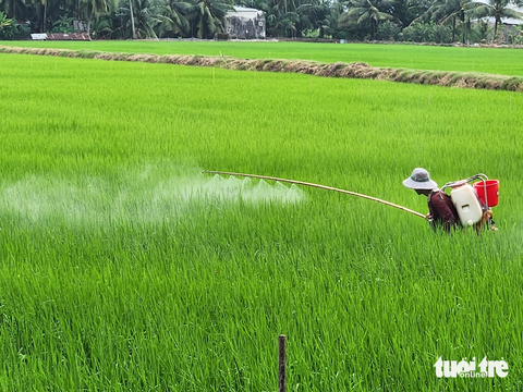 Giá gạo cao nhất, rơi vào cuối vụ nên Việt Nam xuất khẩu gạo rất ít- Ảnh 2. Hiện nay ĐBSCL đang bước vào giai đoạn xuống giống vụ đông xuân. Trong ảnh: nông dân tỉnh Kiên Giang đang xuống giống lúa đông xuân được 112.930ha, đạt trên 40% so với kế hoạch - Ảnh: BỬU ĐẤU